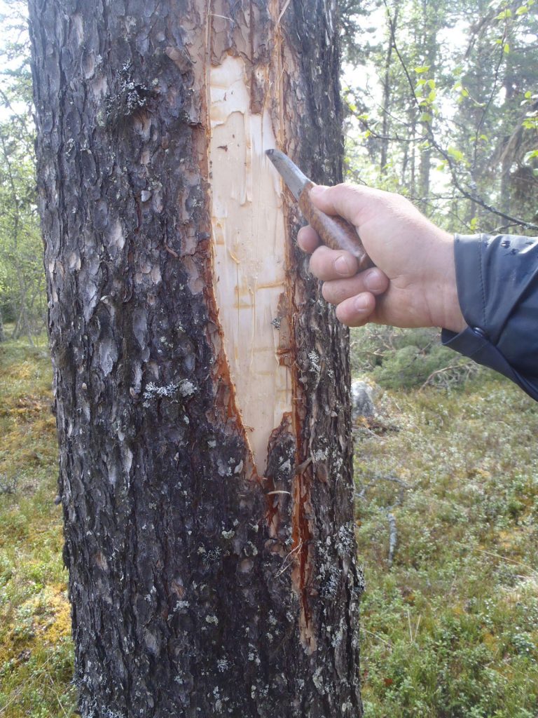 Tester treets vridning. Foto: Hennings Søndmør